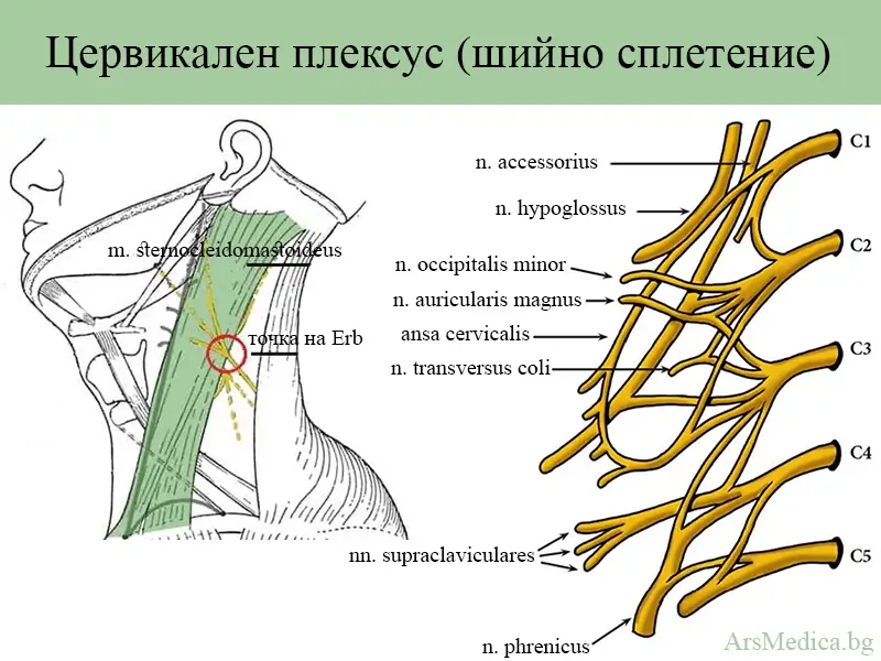 Цервикален плексус (шийно нервно сплетение)