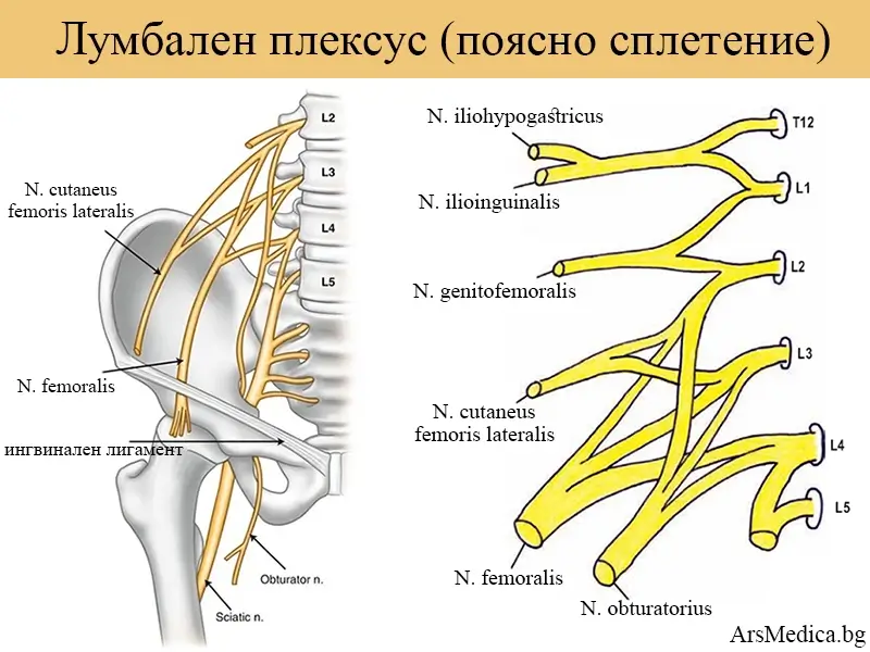 Лумбален плексус (поясно нервно сплетение)
