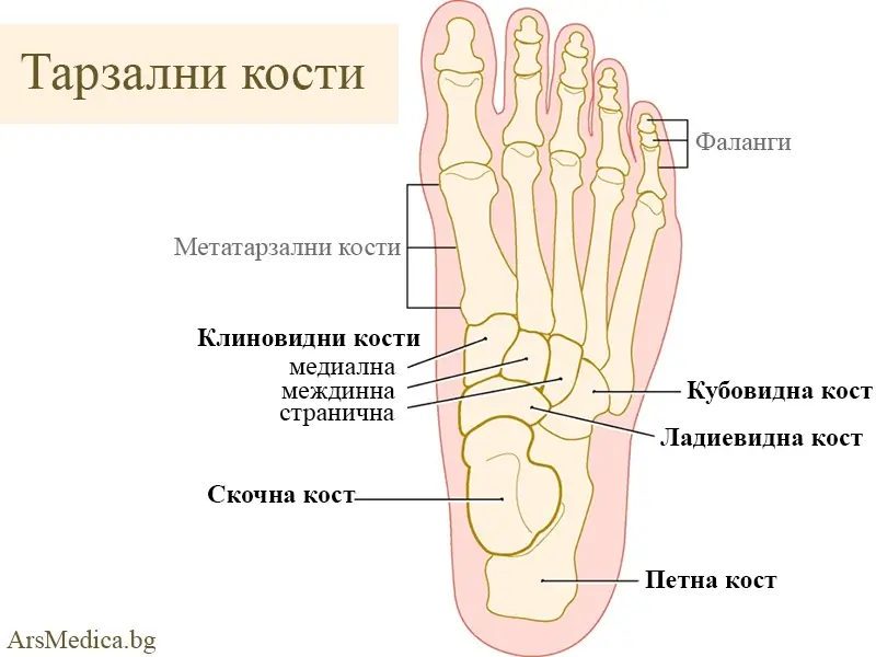 tarzalni-kosti тарзални кости