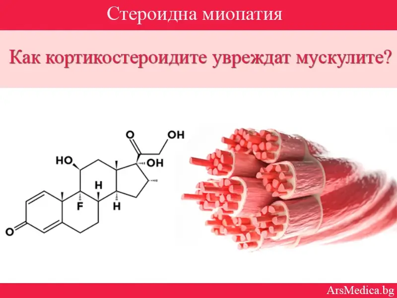 Как кортикостероидите увреждат мускулите?