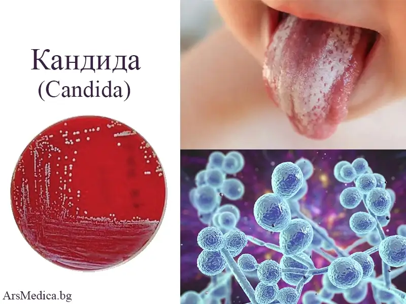 kandida кандида