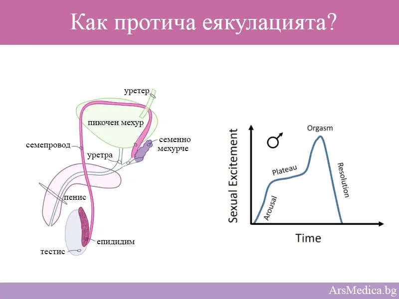 Еякулация – какво представлява, как се случва?