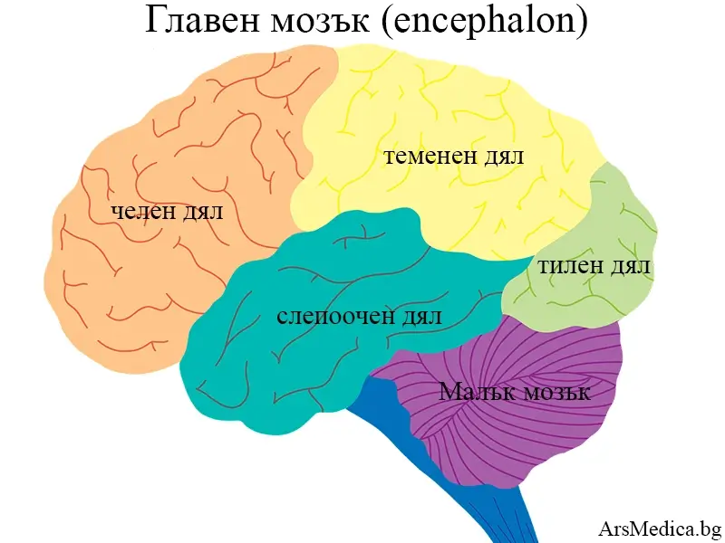glaven-mozak главен мозък
