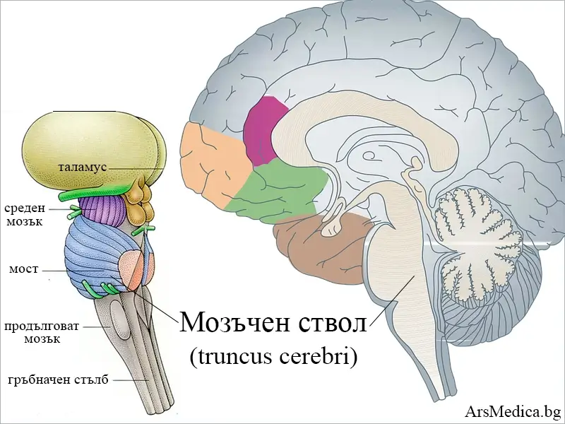 mozachen-stvol мозъчен ствол