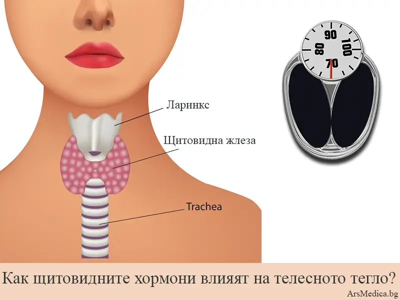 Как щитовидните хормони влияят на телесното тегло?