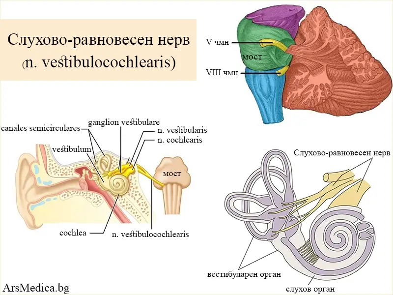 n-vestibulocochlearis слухово-равновесен нерв