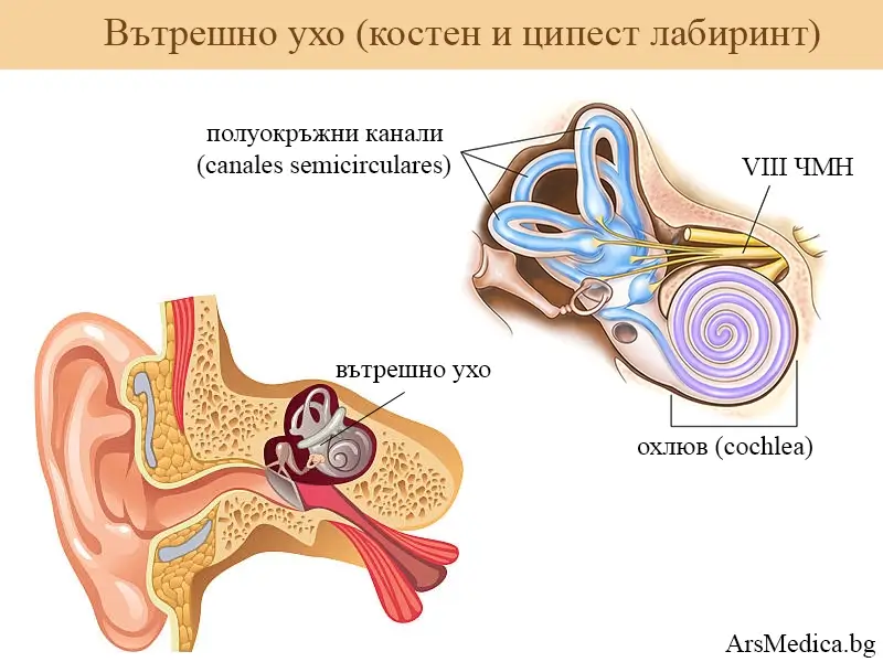 vatreshno-uho вътрешно ухо