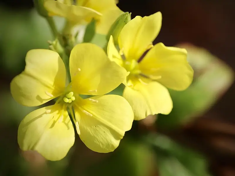 Вечерна иглика помага при ПМС и менопауза