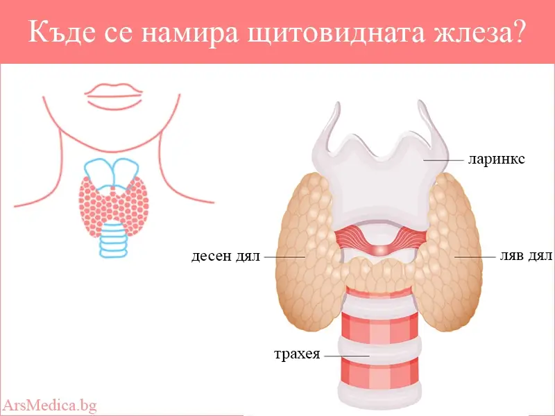 Къде се намира щитовидната жлеза?